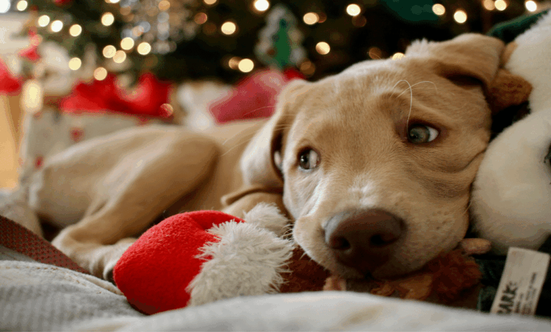 Animales de compañía, aliados emocionales durante las fiestas de fin de año