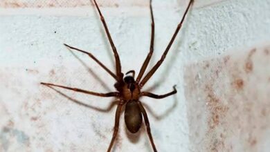 Araña violinista podría estar presente en Campeche, advierten autoridades de salud
