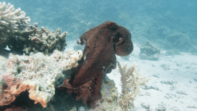 Aumentan a 32 mil toneladas la captura de pulpo rojo para 2025 en Campeche y Yucatán