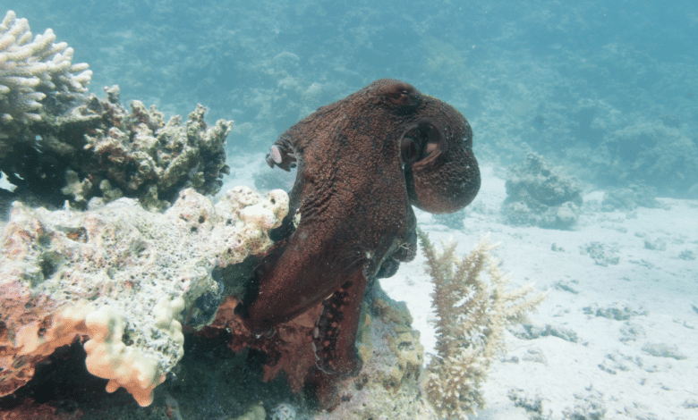 Aumentan a 32 mil toneladas la captura de pulpo rojo para 2025 en Campeche y Yucatán