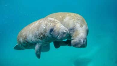 Avistamiento de manatí y cría en Campeche refuerza protección de especie en peligro