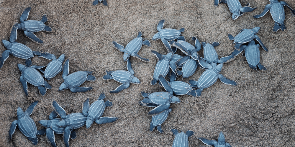 Campeche libera 306,000 crías de tortuga marina en temporada 2025; destacan nidos de carey