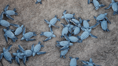 Campeche libera 306,000 crías de tortuga marina en temporada 2025; destacan nidos de carey