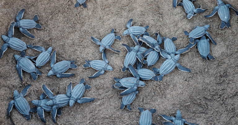 Campeche libera 306,000 crías de tortuga marina en temporada 2025; destacan nidos de carey