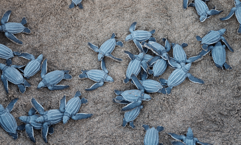 Campeche libera 306,000 crías de tortuga marina en temporada 2025; destacan nidos de carey