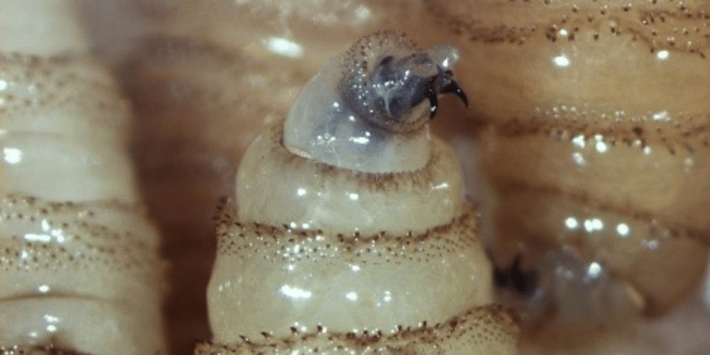 Campeche registra 640 casos de gusano barrenador; autoridades lanzan nueva alerta sanitaria