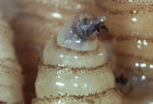 Campeche registra 640 casos de gusano barrenador; autoridades lanzan nueva alerta sanitaria