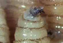 Campeche registra 640 casos de gusano barrenador; autoridades lanzan nueva alerta sanitaria