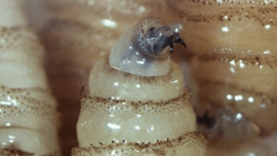 Campeche registra 640 casos de gusano barrenador; autoridades lanzan nueva alerta sanitaria