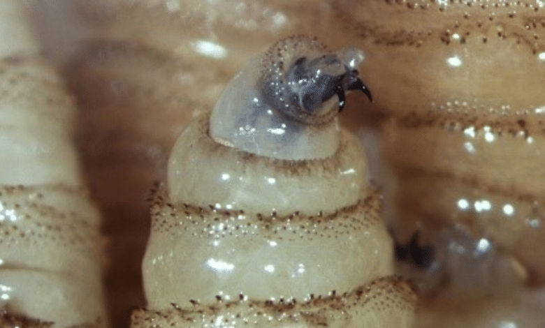 Campeche registra 640 casos de gusano barrenador; autoridades lanzan nueva alerta sanitaria