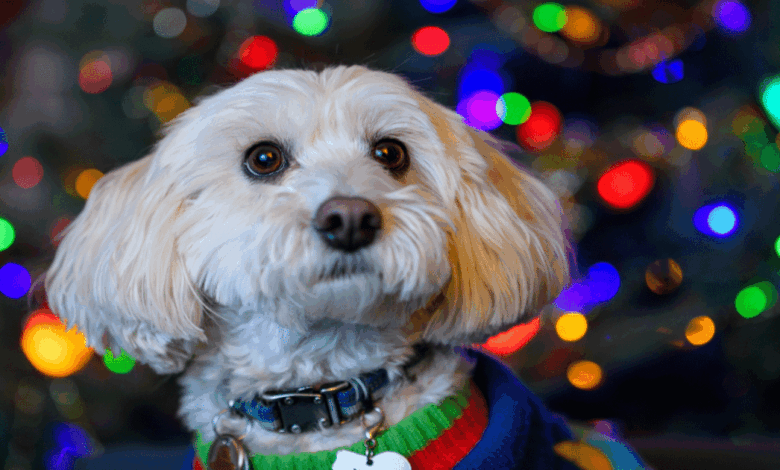 Chihuahua suspende adopción de mascotas en Navidad para prevenir abandonos