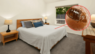 Chinche de cama o chinche besucona cómo identificarlas y conocer sus riesgos