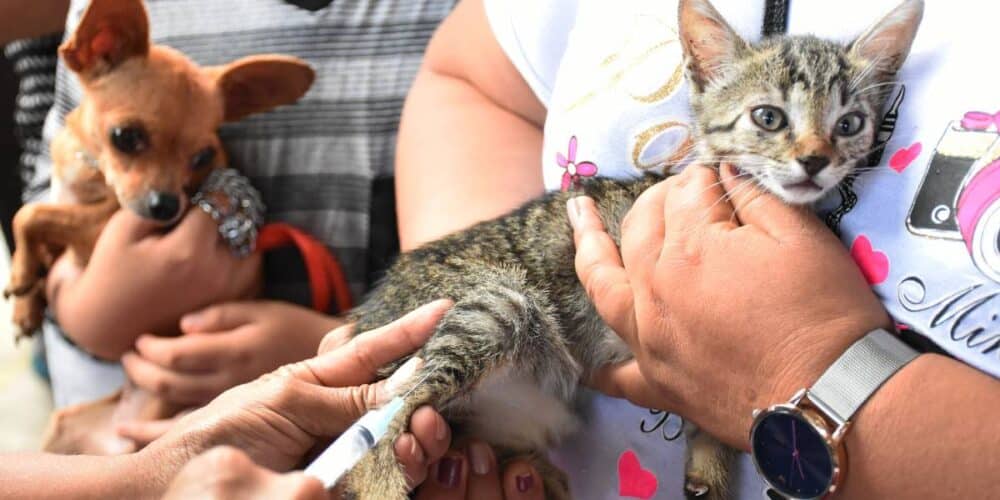Continúan vacunación y esterilización de perros y gatos en Carmen