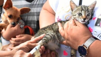 Continúan vacunación y esterilización de perros y gatos en Carmen