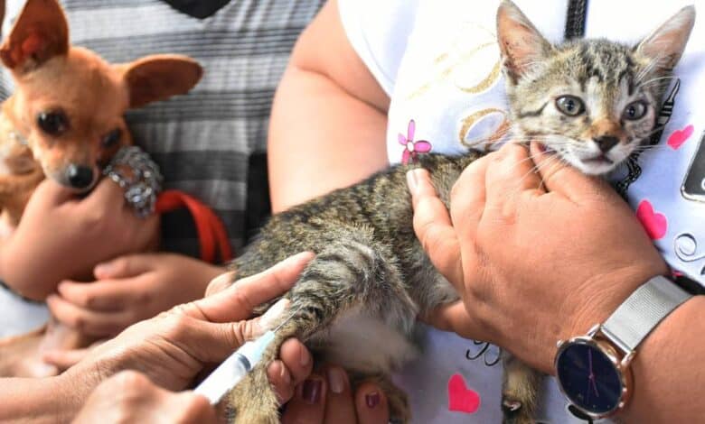 Continúan vacunación y esterilización de perros y gatos en Carmen