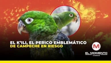 El K’ili, el perico emblemático de Campeche en riesgo