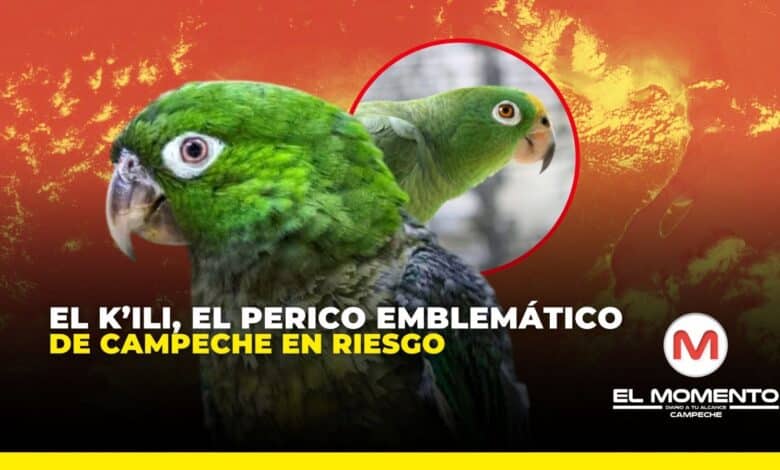 El K’ili, el perico emblemático de Campeche en riesgo
