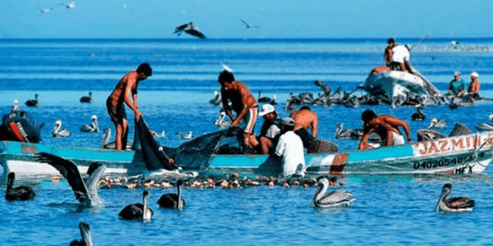Ex-pescadores de altura denuncian exclusión de apoyos estatales en proyectos acuícolas de Carmen
