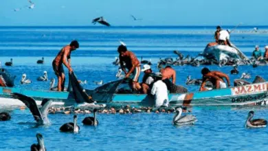 Ex-pescadores de altura denuncian exclusión de apoyos estatales en proyectos acuícolas de Carmen