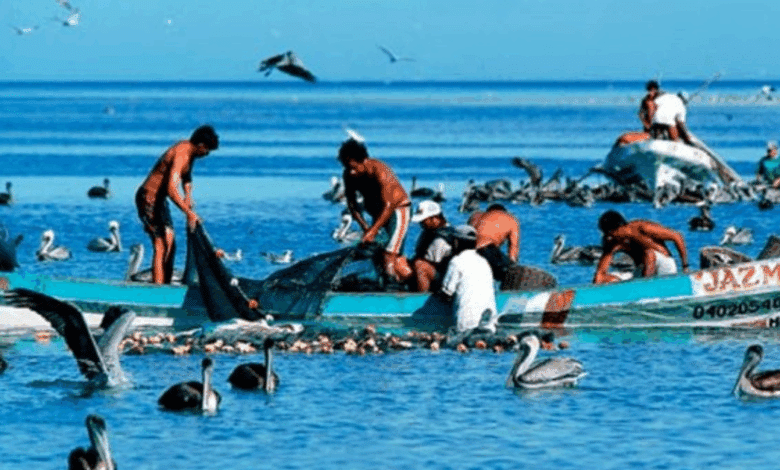 Ex-pescadores de altura denuncian exclusión de apoyos estatales en proyectos acuícolas de Carmen