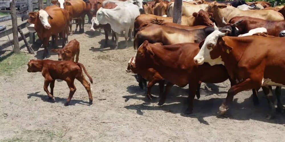 Ganaderos del Carmen piden levantar restricción por gusano barrenador