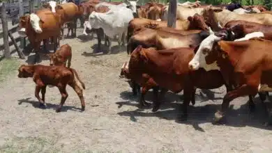 Ganaderos del Carmen piden levantar restricción por gusano barrenador