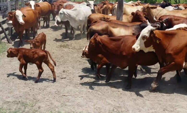 Ganaderos del Carmen piden levantar restricción por gusano barrenador