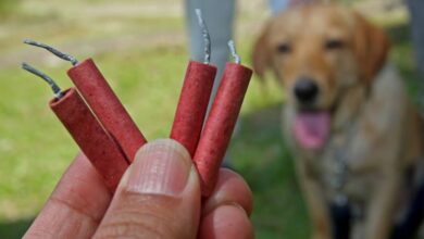 Hasta 35 mil pesos de multa por maltrato animal con pirotecnia en Campeche
