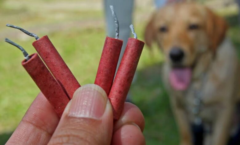 Hasta 35 mil pesos de multa por maltrato animal con pirotecnia en Campeche