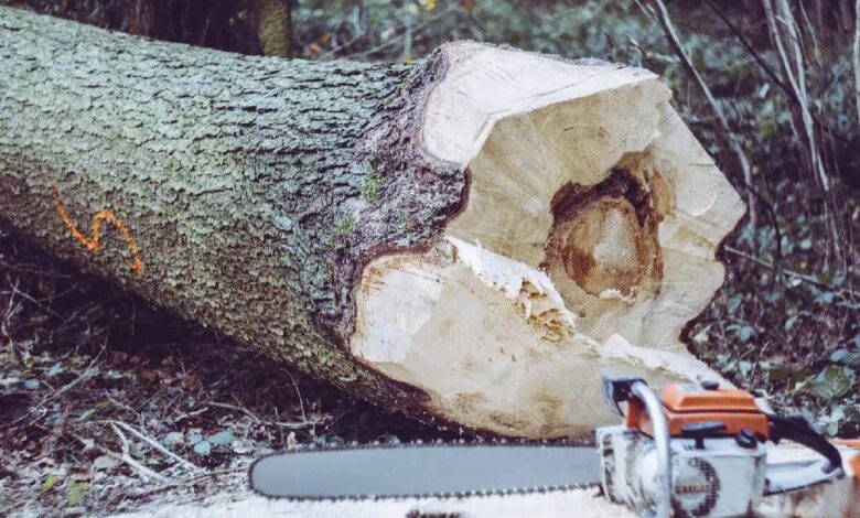 Imponen multa histórica por talar un árbol sin autorización