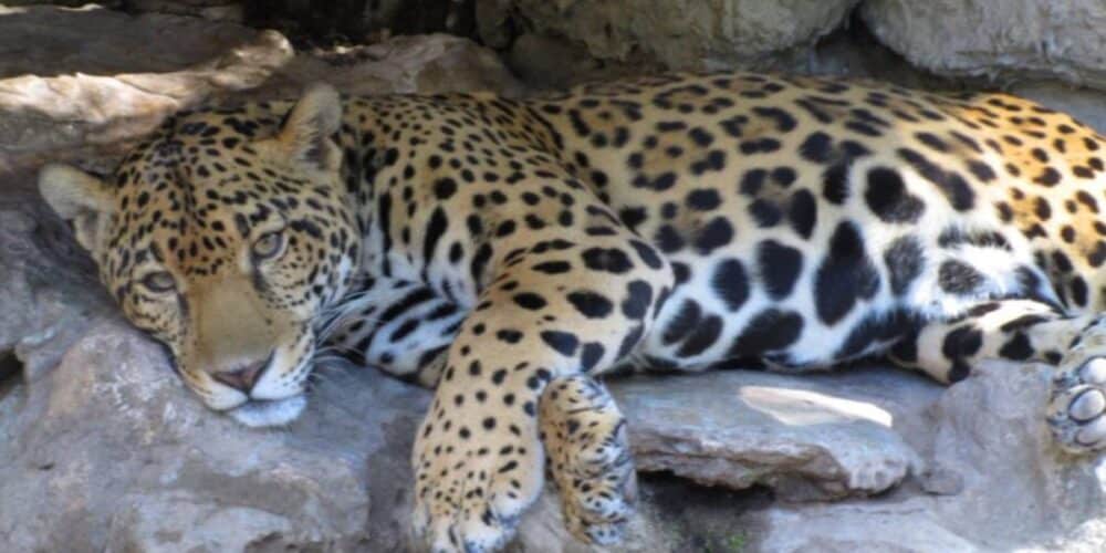 Investigan muerte de jaguar en el periférico de la capital campechana