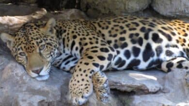 Investigan muerte de jaguar en el periférico de la capital campechana