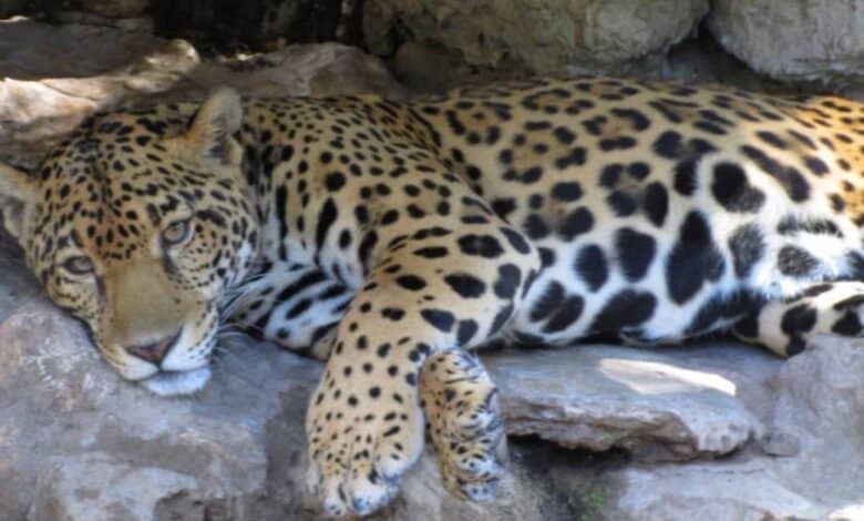 Investigan muerte de jaguar en el periférico de la capital campechana