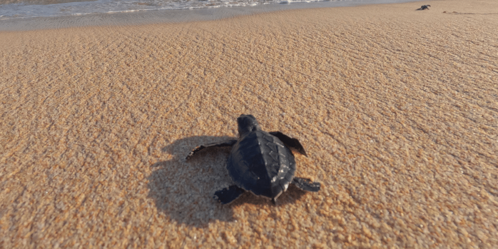 Más de 6 mil nidos de tortuga marina marcan un año histórico en la costa de Campeche