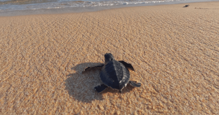 Más de 6 mil nidos de tortuga marina marcan un año histórico en la costa de Campeche