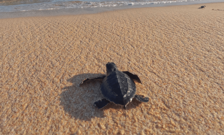 Más de 6 mil nidos de tortuga marina marcan un año histórico en la costa de Campeche