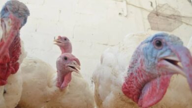 Mercado de Carmen se prepara para aumento en venta de gallipavas