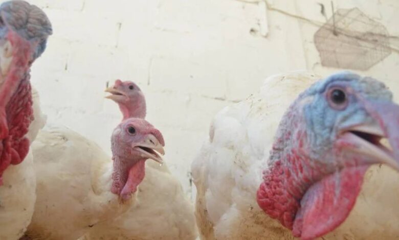 Mercado de Carmen se prepara para aumento en venta de gallipavas