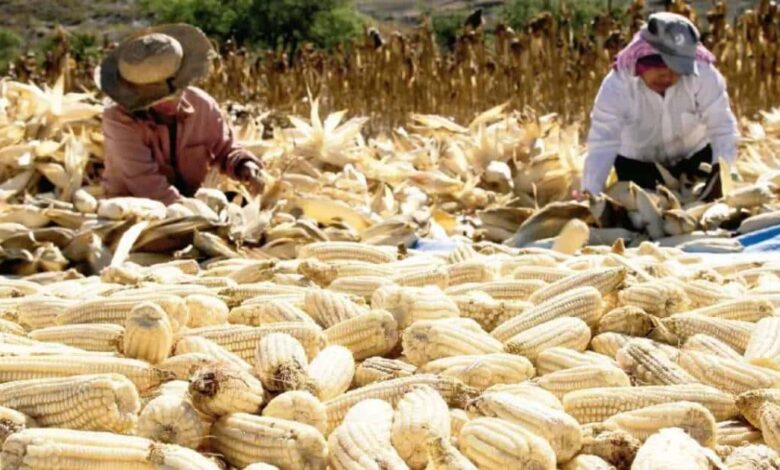 México, líder de importaciones de maíz blanco, afirma GCMA