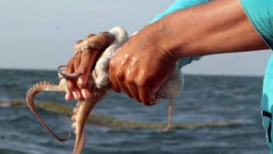 Pescadores de Campeche cierran temporada de pulpo con balance positivo