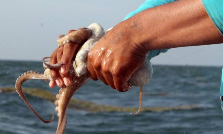 Pescadores de Campeche cierran temporada de pulpo con balance positivo