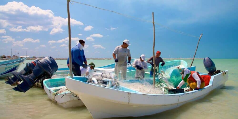 Pescadores de Campeche estiman hasta 800 toneladas de sierra por temporada de frío