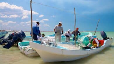 Pescadores de Campeche estiman hasta 800 toneladas de sierra por temporada de frío