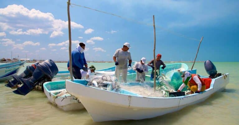 Pescadores de Campeche estiman hasta 800 toneladas de sierra por temporada de frío