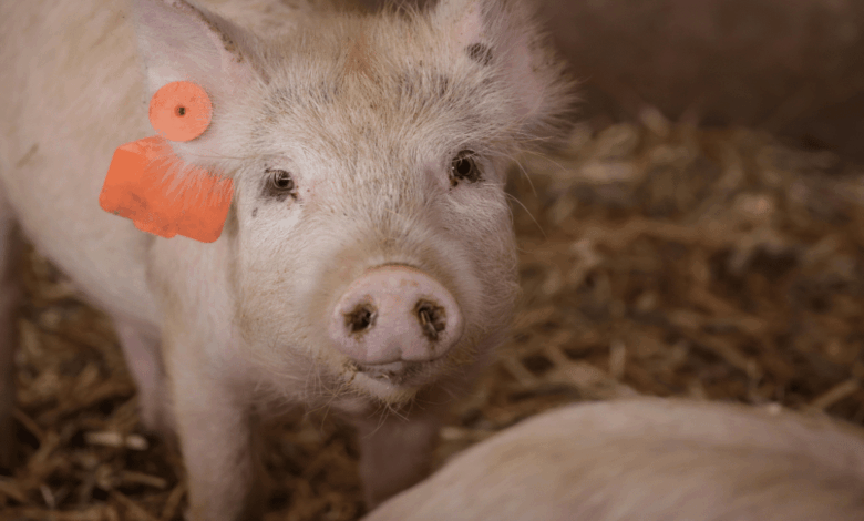Peste porcina africana, México aplica protocolo sin riesgos para el precio del cerdo