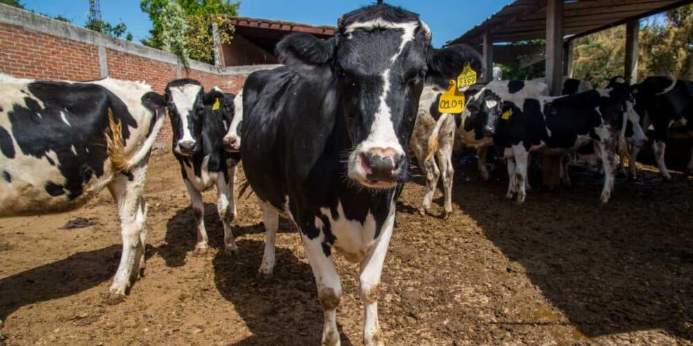 Plan Campeche impulsa a pequeños productores de leche con inversión histórica