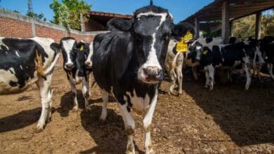 Plan Campeche impulsa a pequeños productores de leche con inversión histórica