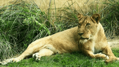 Un hombre murió tras ser atacado por una leona en el zoológico del parque Arruda Câmara, en João Pessoa (Brasil), después de que saltara una valla de seguridad y entrara al recinto del animal.
