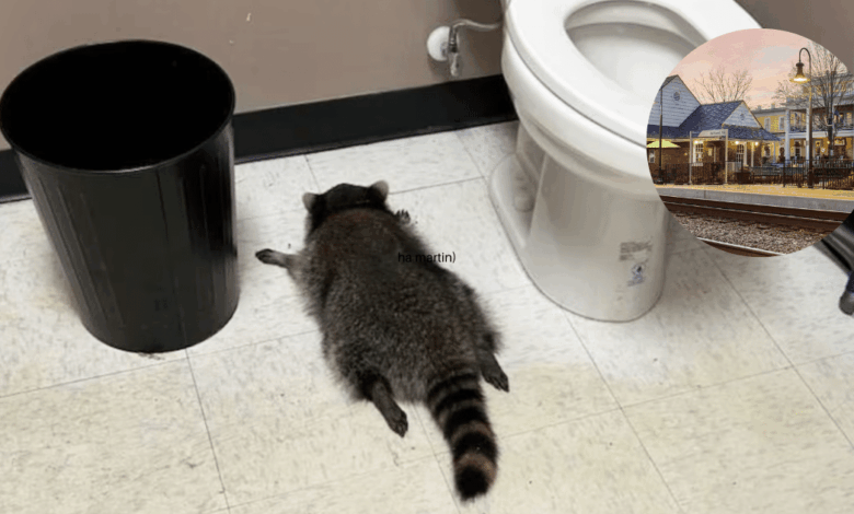 Resaca de Mapache El Ladrón Enmascarado que Irrumpió en una Licorería y Terminó Desmayado por el Whisky (Foto por Samantha Martin)