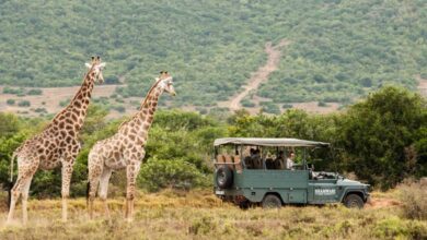 Safari en Sudáfrica la experiencia de vida salvaje más impactante